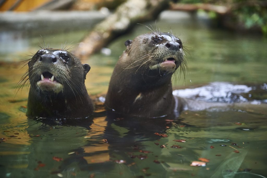 Tylko w łódzkim zoo: trzy małe wydry pokazują się światu!